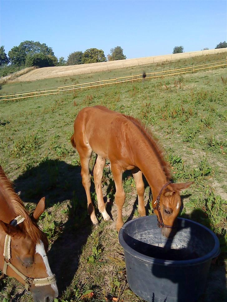 Dansk Varmblod Skardal`s Joski - Hvad mon der er der nede billede 4