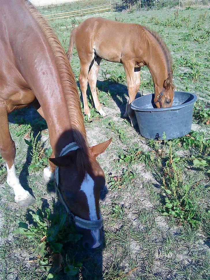 Dansk Varmblod Skardal`s Joski - Joski og hans mor æder og drikke... heeh billede 5