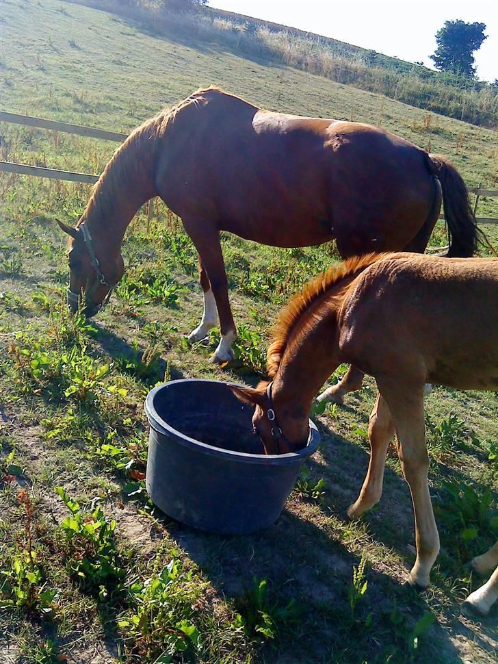 Dansk Varmblod Skardal`s Joski - Joski vælter ned i spanden lige efter jeg har taget det her billede billede 6
