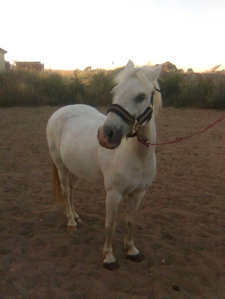 Anden særlig race Stardust - Puttermanden på ridebanen :´)<3 - Arg man, jeg savner dig jo! billede 10