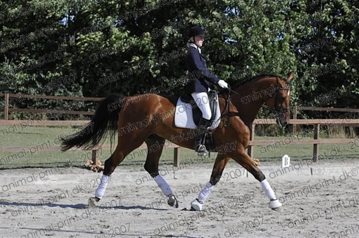 Dansk Varmblod Hjørnegårds Larix - solrød hestival 2008 billede 16