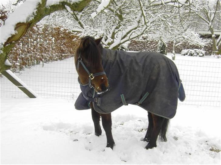 Anden særlig race Samson A-pony - Solgt :'( - Samson i sneen! billede 9