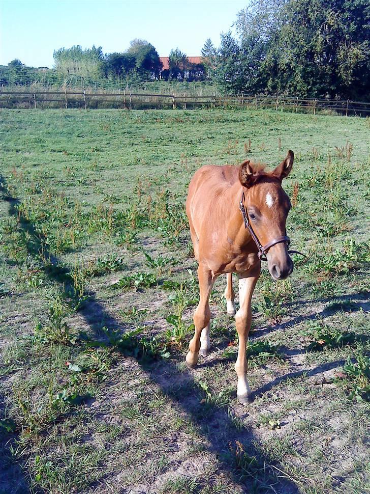Dansk Varmblod Skardal`s Joski - Joski på vej hen til sin mor billede 7