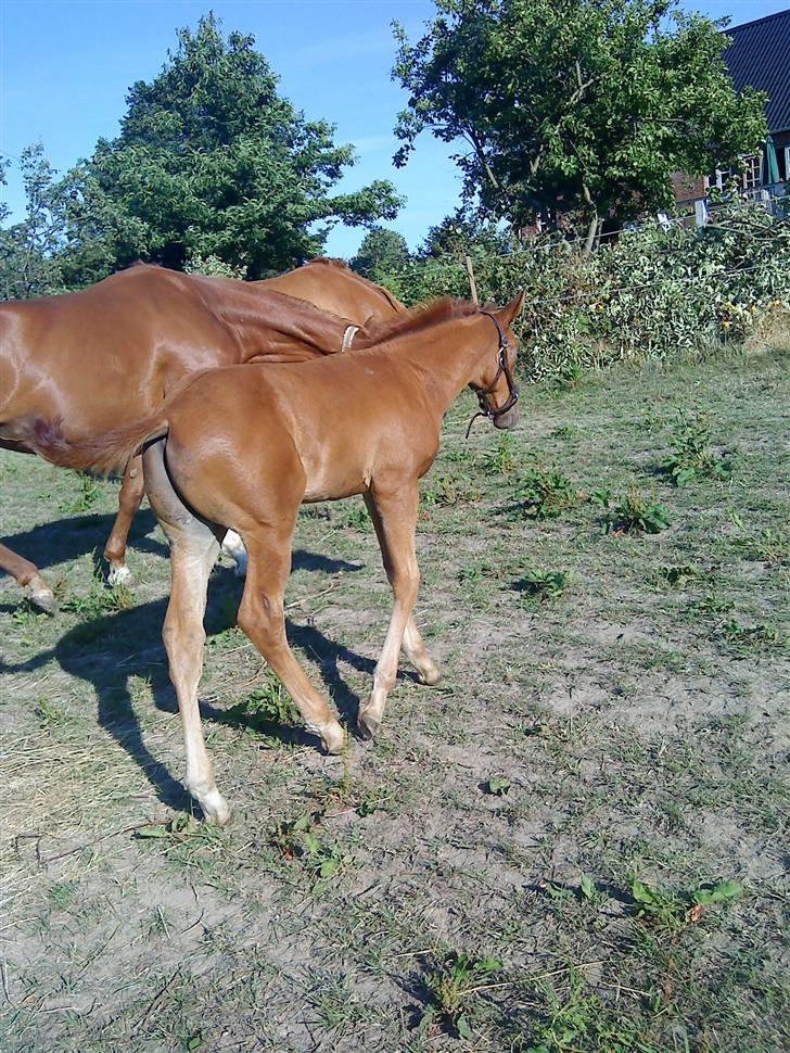 Dansk Varmblod Skardal`s Joski - Joski går hen til sin mor og micsha billede 8