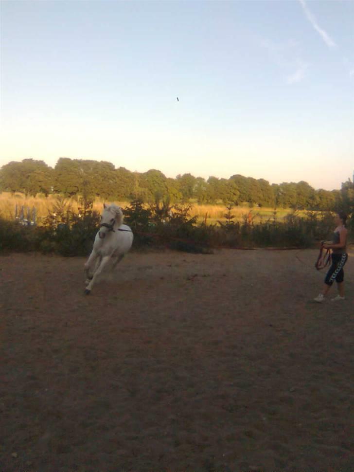 Anden særlig race Stardust - Galop i longe :D:D billede 11