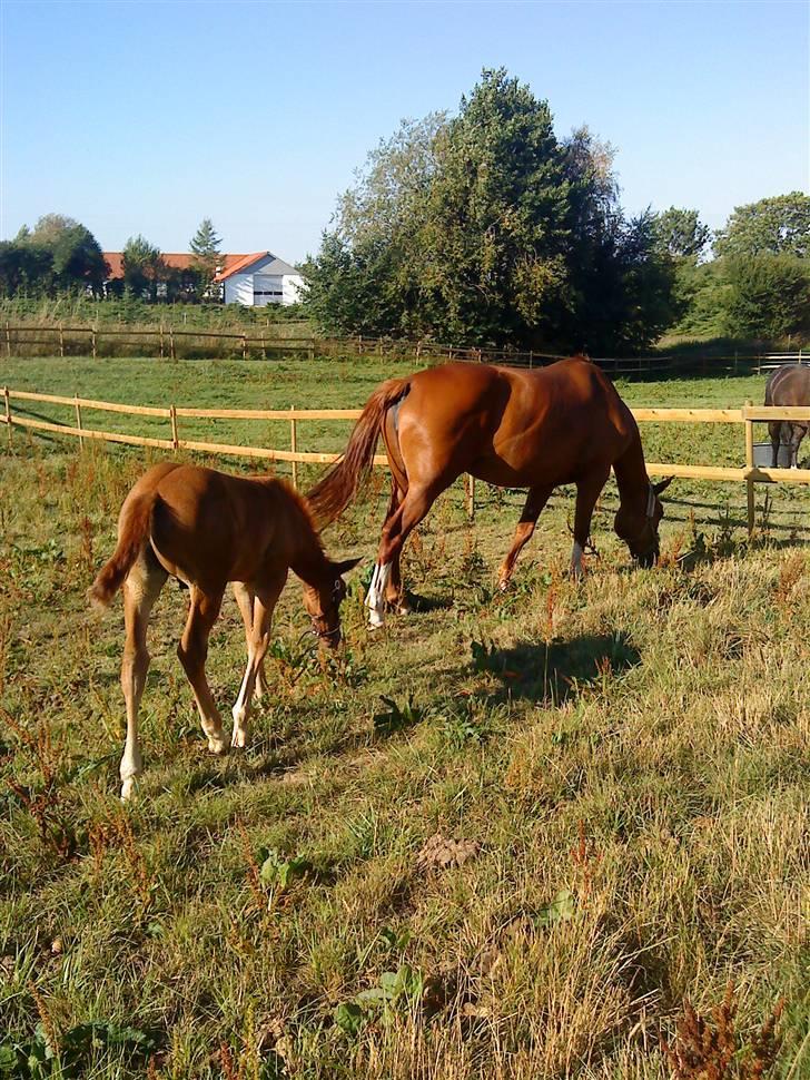 Dansk Varmblod Skardal`s Joski - Joski er træt efter at have leget med sin mor billede 9