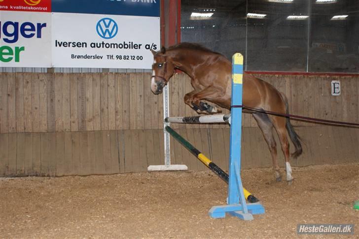 DSP Alcoy Kærlund SOLGT - Super springeren (:  billede 15