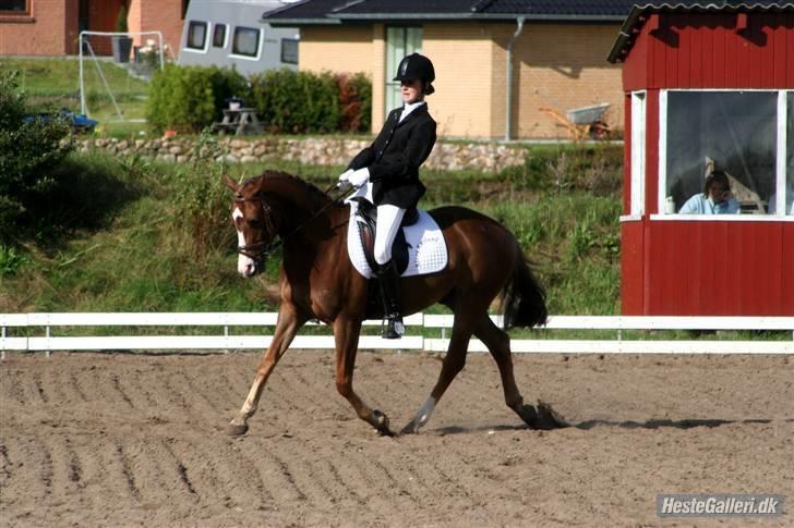 DSP Alcoy Kærlund SOLGT billede 16