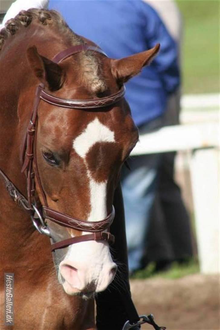 DSP Alcoy Kærlund SOLGT billede 17
