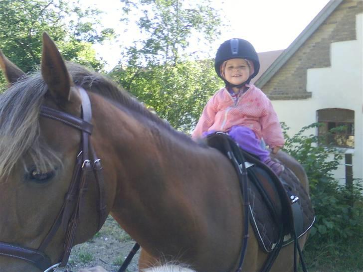 DSP Alcoy Kærlund SOLGT - Lillesøster rider ;b billede 18