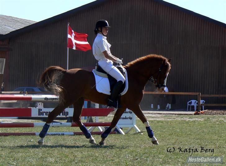 Hollandsk Sportspony Karaat - solgt - Opvarmning i Solrød(: billede 15