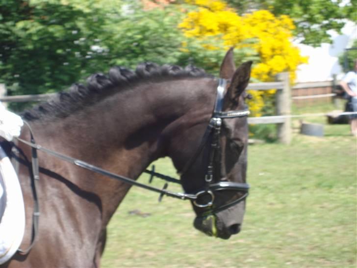 Anden særlig race Fromsmindes Effino. SOLGT - 2009 nyeste billede 12