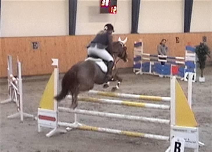 New Forest Comm's Forest Robinia  - - MB middelfart rideklub billede 1