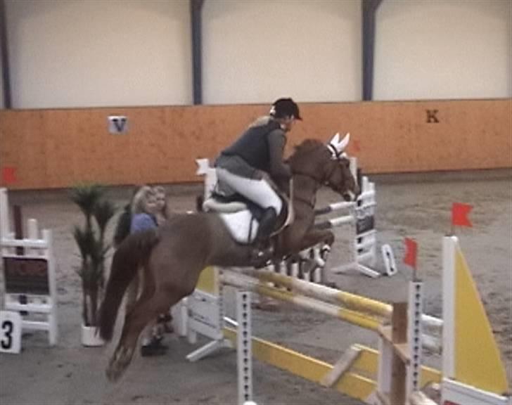 New Forest Comm's Forest Robinia  - - MB middelfart rideklub billede 4