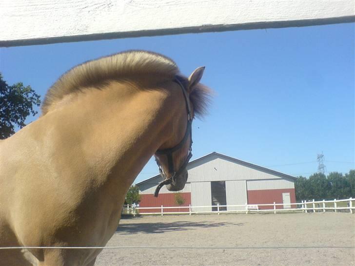 Anden særlig race Flora Danica - Flora kigger efter alle vennerne som er på en anden fold ved siden af ridehallen Foto: Mig billede 15