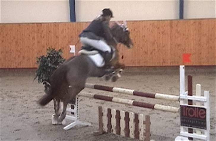 New Forest Comm's Forest Robinia  - - MB middelfart rideklub billede 6