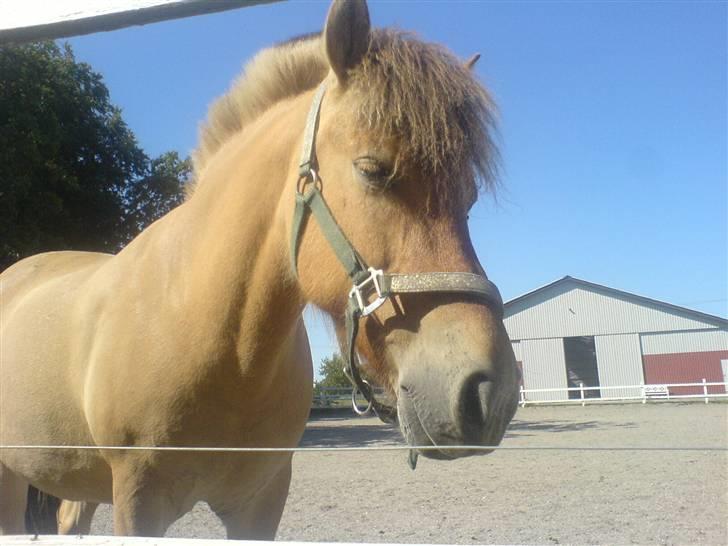 Anden særlig race Flora Danica - Hende og Neria skulle på jordfold for Neria fejlede et eller andet? Foto: Mig billede 16
