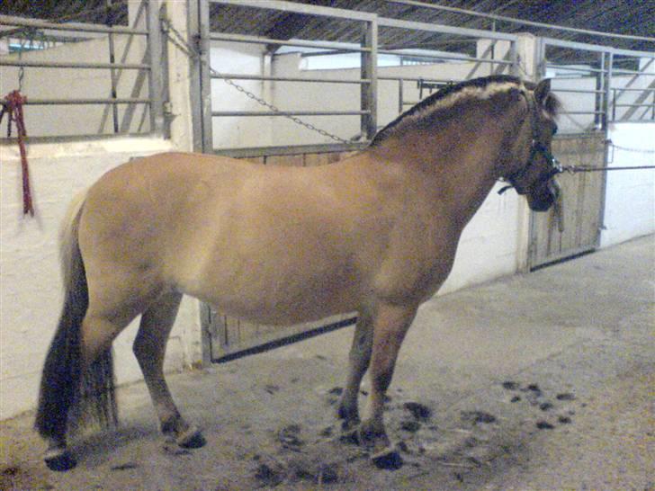 Anden særlig race Flora Danica - Flora dagen inden sommerstævnet Foto: Mig billede 17