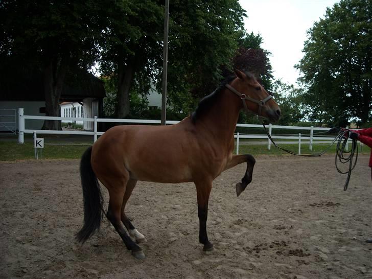 Anden særlig race Esmaralda - Ralde og jeg leger :D billede 16