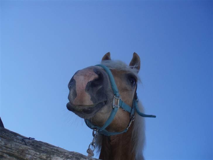 Haflinger Lucky - foto: mig billede 13