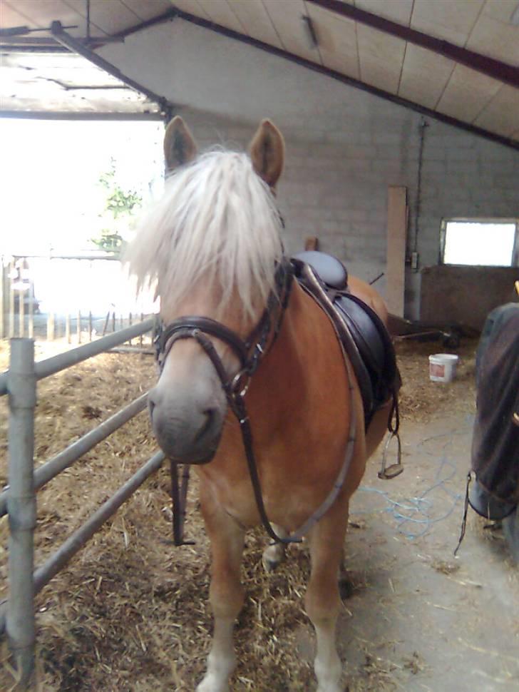 Haflinger Kløvs Wito gammel part:'( billede 20