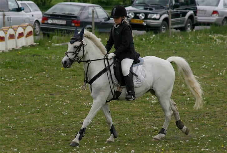 Welsh Pony (sec B) korreborgs figaro(SOLGT): - vi traver jeg er hidsig.. billede 9