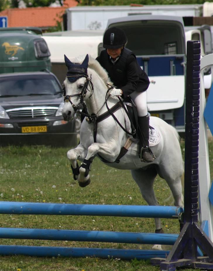 Welsh Pony (sec B) korreborgs figaro(SOLGT): - et flot hop fra fibbes side..:) billede 10