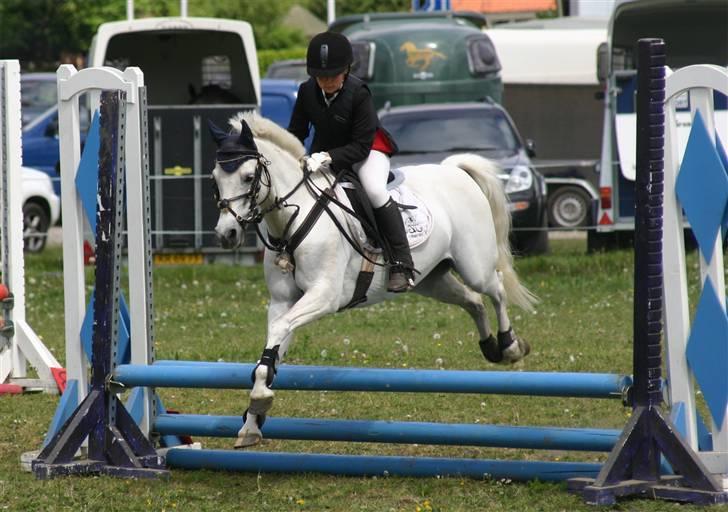 Welsh Pony (sec B) korreborgs figaro(SOLGT): - vi springer i helle billede 11