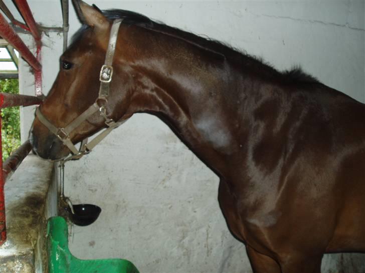 Dansk Varmblod † Gayo † - gayo før svømning. han er præget af at han ikke har været i træning så længe. glæd jer til efterbillederne. billede 16