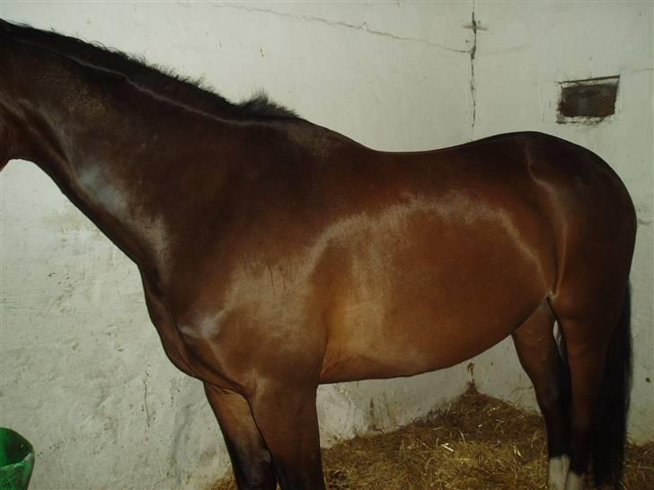 Dansk Varmblod † Gayo † - uge 29, 08. før billede af gayo. billede 17