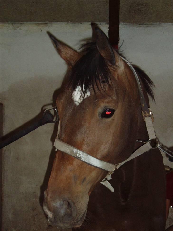 Dansk Varmblod † Gayo † - uge 31, 08. Første billede af prinsen efter ferien. han var næsten ikke til at kende.. lille pjusketrold :) billede 18