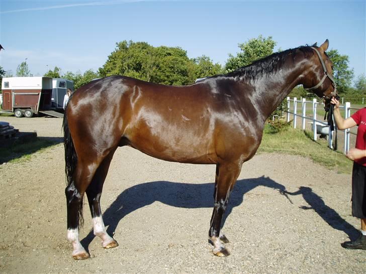 Dansk Varmblod † Gayo † - uge 31, 08. så lækker kan man så se ud efter 14 dages svømning!!! det kan kun anbefales.. sikke en smuk´sak.. billede 19