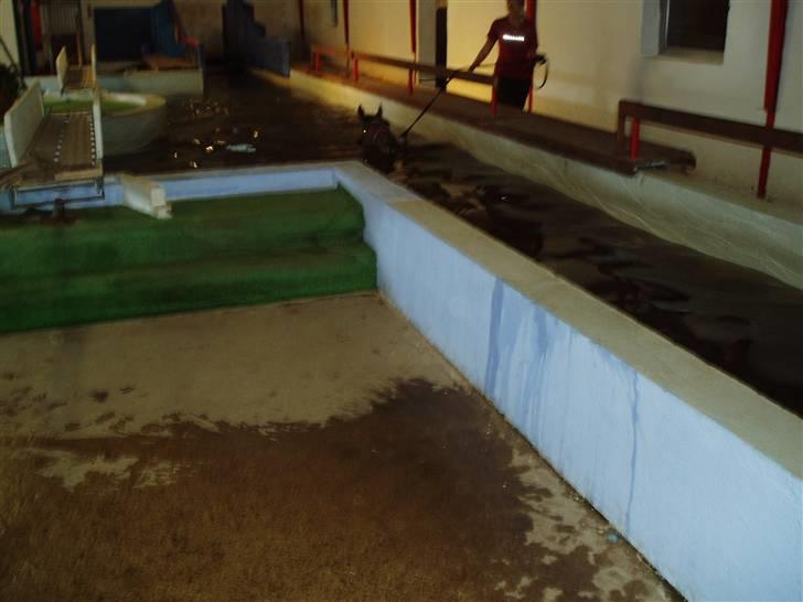 Dansk Varmblod † Gayo † - uge 31, 08. gay´sen i vandet.. desværre ikke så tydligt. men det tog han også rigtig pænt.. billede 20