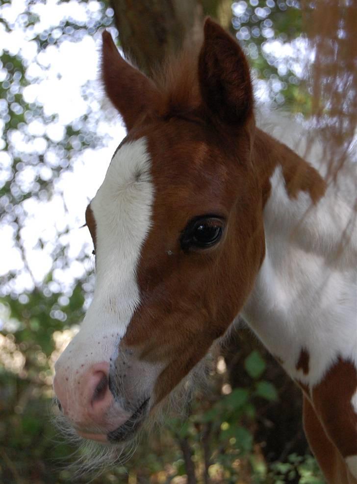 Pinto Araber Special Edition - Special Edition <3 billede 1