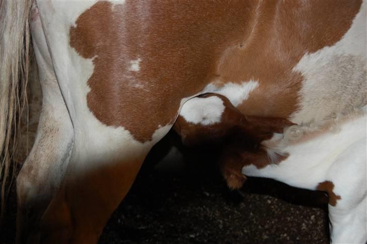 Pinto Araber Special Edition billede 6