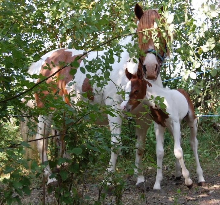 Pinto Araber Special Edition billede 7