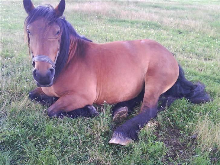 Belgier Musse *Aflivet* - VELKOMMEN! d; billede 1