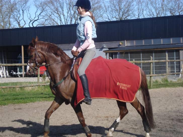 Welsh Pony (sec B) Mayke (Solgt) billede 9