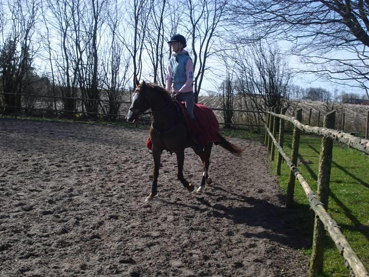 Welsh Pony (sec B) Mayke (Solgt) billede 13