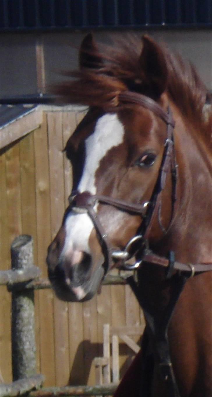Welsh Pony (sec B) Mayke (Solgt) - Hej smukke;D<33 billede 14
