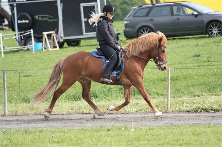 Islænder Stjarna fra Ll. Nygård <3 SOLGT :'( - 5. Her ses Stjarna i trav i vores første 5.1 :D <3 *foto: Caroline Holvad* billede 5