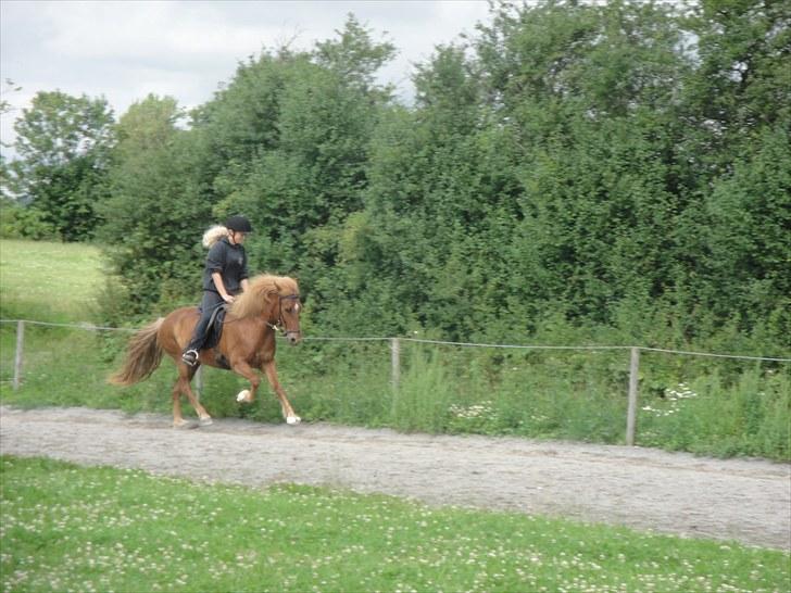 Islænder Stjarna fra Ll. Nygård <3 SOLGT :'( - 8. Ridelejr ved Timian :D <3 Her i galop på ovalbanen :D <3 *foto: Timian* billede 8