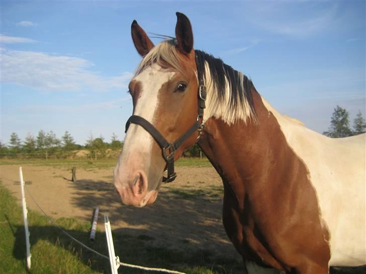 Pinto Bastogne billede 10