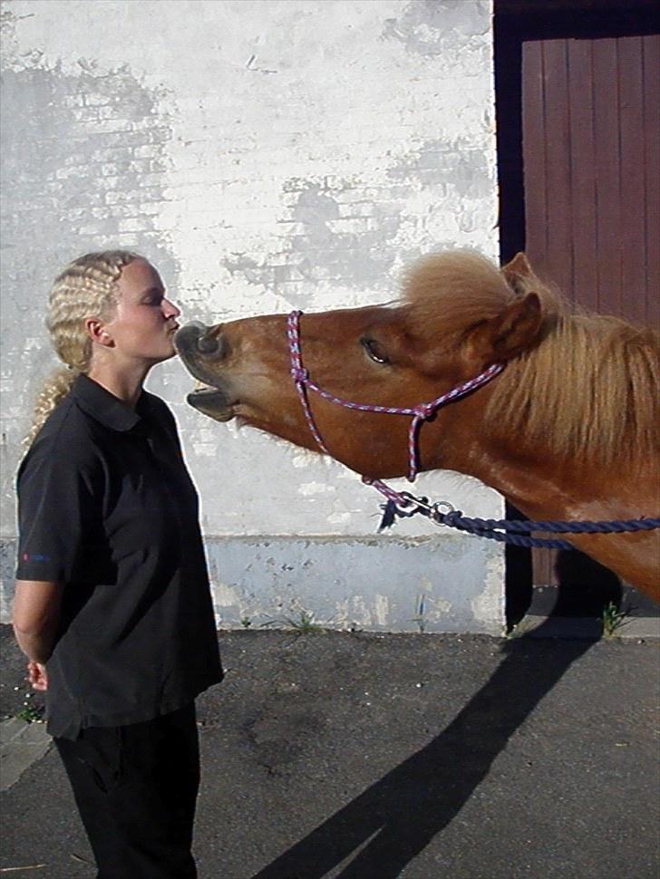 Islænder Stjarna fra Ll. Nygård <3 SOLGT :'( - 15. Elsker dig skat! <3 *foto: Carina* billede 15