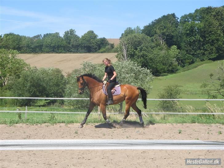 Trakehner Donau Prinzessin  OPSAGT! - Dressur undervisning af Lis . billede 10