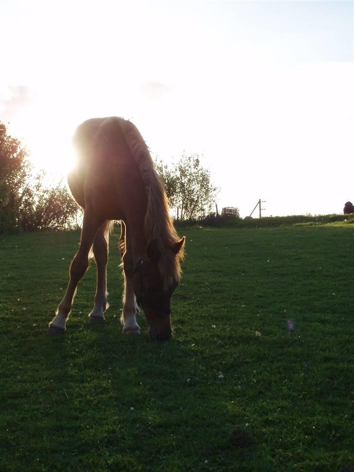 Welsh Partbred (Sec F) Solhøj's Haleigh *SOLGT* billede 7