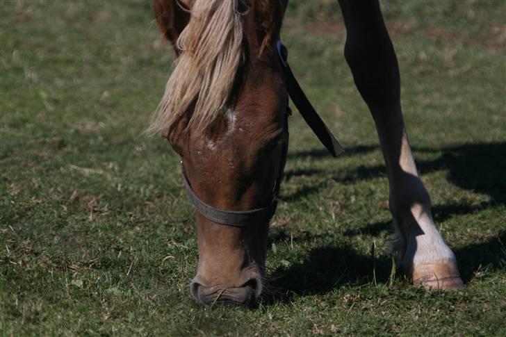 Welsh Partbred (Sec F) Solhøj's Haleigh *SOLGT* billede 8