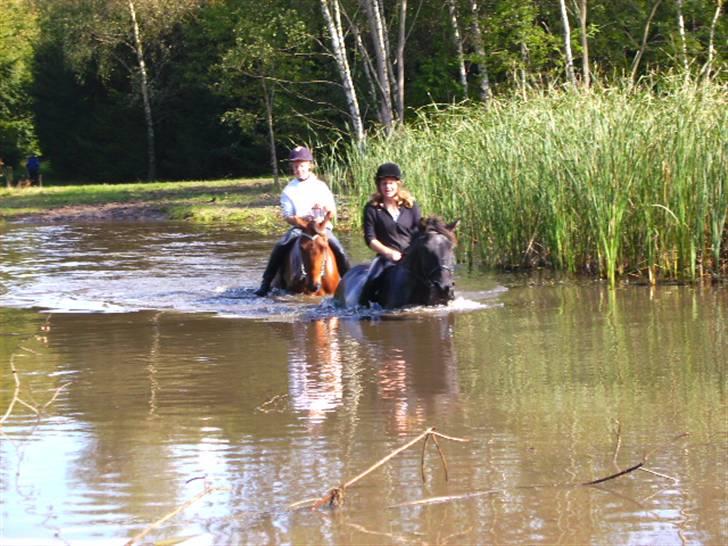 Anden særlig race Thor billede 4