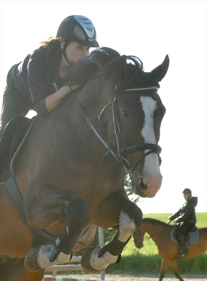 Dansk Varmblod Corazon - You´re fucking perfekt to me :´/ <3 billede 2