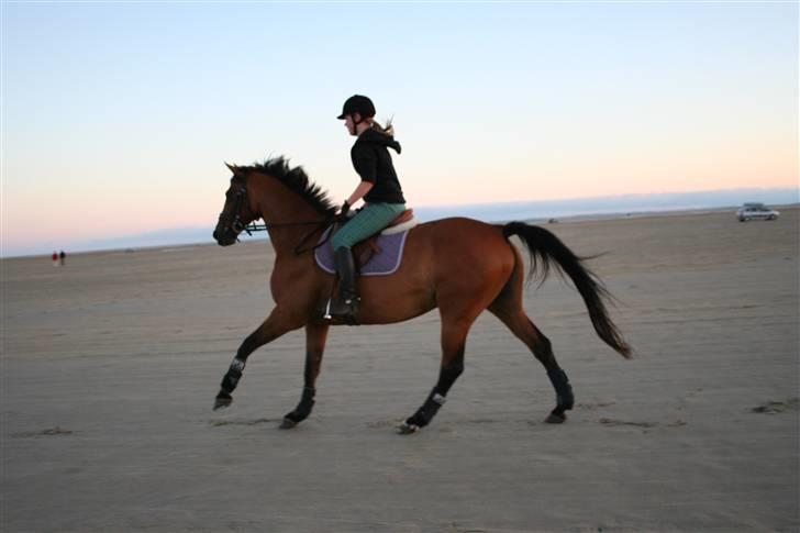Trakehner Donau Prinzessin  OPSAGT! - Gallop tur på Rømø (:  billede 16